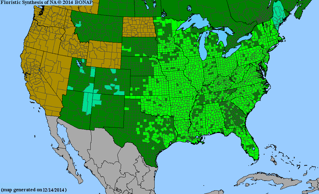 County distribution map of Parthenocissus quinquefolia - Virginia-Creeper